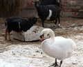 Schwan