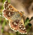 Schmetterling