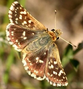 Schmetterling