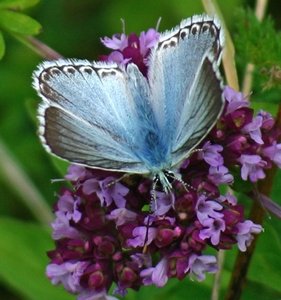 Schmetterling