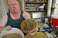 Brau-Gerste