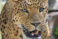 Leopard