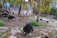 Die Indischen Lippenb�ren sind im Chemnitzer Tierpark nun mit B�renmakaken gemeinsam untergebracht.