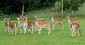 Damwild 