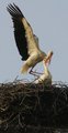 Storch