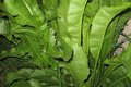 Pflanze mit gl�nzenden Bl�ttern. 