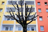 Baum