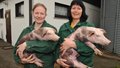 Kathleen Sch�ler und Eileen Schreiber mit Schweinenachwuchs