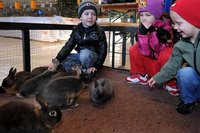 Rassekaninchen in Mittweida: Luce Pieschnik, Johanna und Marlon Schubert (v. l.) im Streichelgehege mit Zwergkaninchen. 