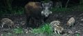 Wildschweine