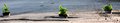 Stiefm�tterchen im Schlagloch