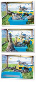 Enten