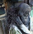 Taubennester