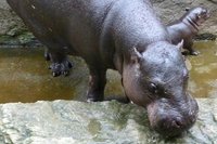 Zwergflusspferd-Mutter Petty hat Nachwuchs bekommen.