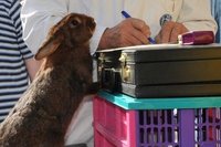 Hasenfest an der Meinersdorfer Grundschule: Was Zuchtrichter Hans-J�rgen Volkmann sich da notierte, hat offenbar nicht nur Z�chter und Besucher interessiert, sondern auch dieses Kaninchen der Rasse Deilernaar. 