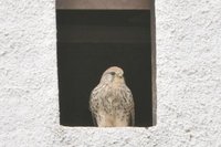Turmfalke