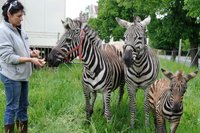  Zebra