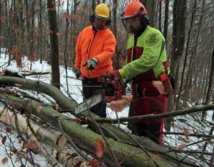 Marcel Zeun und die anderen Auszubildenden bei der Arbeit im Wald