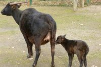 Bei den Tieflandanoas im Chemnitzer Tierpark hat es Nachwuchs gegeben.