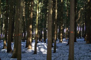 Rote Baummarkierungen