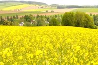 Rapsanbau in Mittelsachsen
