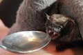 Mini-Fledermaus