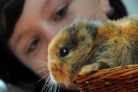 Das Keinohr-Kaninchen ist tot. 