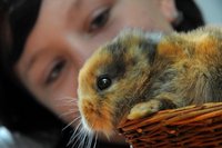 Sch�lerin Sophie Hartig, die im Tierpark Limbach-Oberfrohna ein Praktikum absolviert, ist begeistert von dem H�schen ohne Ohren. 