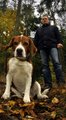 Beagle 