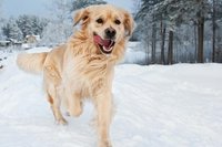 Hunde lieben Schnee und sind beim Gassigehen kaum zu bremsen.