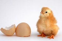 Wann schl�pft das erste Oster-K�ken? 