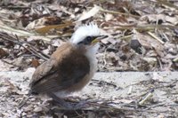 Zum ersten Mal haben die Wei�haubenh�herlinge im Chemnitzer Tierpark Junge gro�gezogen. 