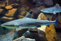 �ber 500 Fische - unter anderem diese Schwarzspitzen-Riffhaie - und Korallen aus allen Riffregionen der Welt geh�ren zu den Bewohnern des neuen Meeresaquariums am Fichtelberg. Eine Krokodilanlage und 38 Terrarien komplettieren die neue Touristenattraktion in Deutschlands h�chstgelegener Stadt. Foto: Wolfgang Thieme