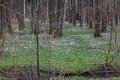 Burgwald am Rande von M�lsen St. Niclas