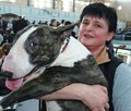 Bullterrier 