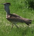 Gro�trappe