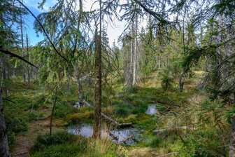 Die versunkenen Geheimnisse des Erzgebirges: Archäologen schreiben Wissenschaftsgeschichte - Im Hochmoor „Kleiner Kranichsee“ archiviert die Natur ihre Geheimnisse für Tausende von Jahren. Forscher können dieses Archiv lesen.