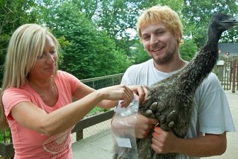Emu-Küken