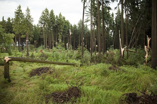 <p>
	Auch zwischen Geyer und Elterlein hinterließ das Unwetter Schäden. Hier wurden Bäume in einem Waldstück beschädigt.</p>
