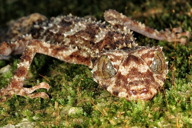 <p>
	Den Gecko Saltuarius eximius entdeckten Wissenschaftler in Australien. Mit seinem bräunlich-weiß gefleckten Äußeren und seinem platten Schwanz, der einem Blatt ähnelt, passt sich das Tier perfekt seiner Umgebung an und ist extrem schwer zu finden. Er lebt im Regenwald oder in steinigen Gebieten, gilt den Wissenschaftlern zufolge als „Nachteule“ und scheint sehr selten zu sein. Der Gecko habe eine „beunruhigende Ähnlichkeit zu einem erfundenen Monster“, sagte der Biologe Antonio Valdecasas vom Naturmuseum in Madrid, der dem elfköpfigen Auswahlgremium vorsaß. Trotzdem hätten gerade der Gecko und die durchsichtige Mini-Krabbe ihn am meisten fasziniert. „Es sind wunderschöne Bestien, würde ich sagen.“</p>
<p>
	Quelle: Conrad Hoskin /SUNY-ESF International Institute for Species Exploration</p>
