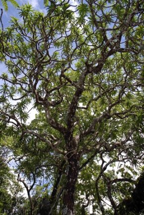 <p>
	Andere Neuentdeckungen haben ganz andere Ausmaße: Zwölf Meter wird der Drachenbaum Dracaena kaweesakii groß. „Es ist schwer zu glauben, dass er so lange nicht bemerkt wurde“, kommentierten die Wissenschaftler. Der Baum mit den schwertförmigen Blättern und den cremefarbenen Blüten wachse in Thailand und möglicherweise in Myanmar - allerdings gebe es von der Art insgesamt wohl nur 2500 Stück.</p>
<p>
	Quelle: Paul Wilkin/SUNY-ESF International Institute for Species Exploration</p>
