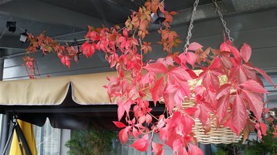 <p>
	Rotes Weinlaub</p>
