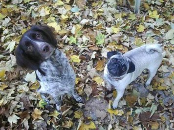 <p>
	Hunde im Scheibenberger Wald - Münsterländer-Lady Luna und Mops Sepp</p>
