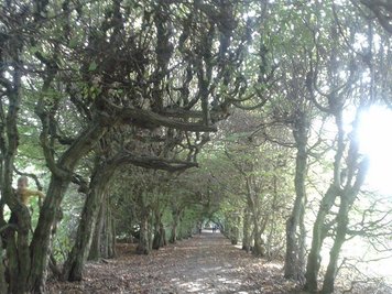 <p>
	Waldweg in Penig</p>
