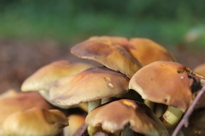 <p>
	Pilze auf dem Türkschacht im Wald bei Zschorlau</p>
