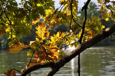 <p>
	Die Aufnahme aus dem Großen Garten in Dresden entstand beim Gondeln auf dem Carolasee</p>
