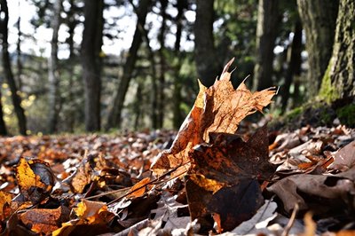 <p>
	Herbstlaub im Schwarzenberger Wald</p>
