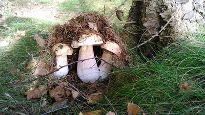 <p>
	Versteckt - aufgenommen bei einem Spaziergang im Crottendorfer Wald</p>
