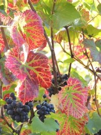 <p>
	Wilder Wein - aufgenommen in Radebeul</p>
