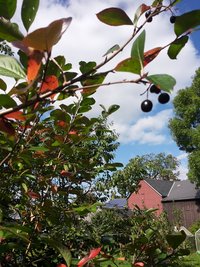 <p>
	Ein Aroniabeerenstrauch in einem Garten im Reuther Ortsteil Dehles</p>

